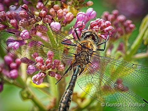 Dragonfly On A Lilac_DSCF02600.jpg - Photographed at Franktown, Ontario, Canada.